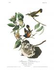 American Redstart